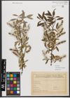 Foto von Salix triandra subsp. discolor (W. D. J. Koch) Arcang.